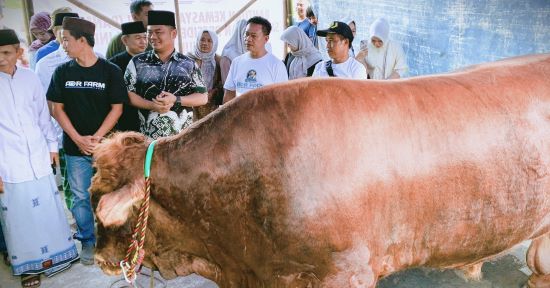 Sapi Kurban